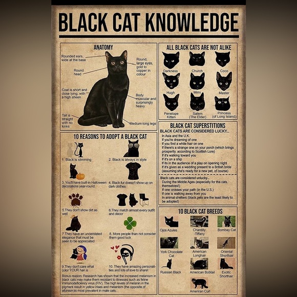 - $3 BLACK CAT STUD EARRINGS. STAINLESS STEEL. NEW. $3 if bundled - Picture 15 of 16